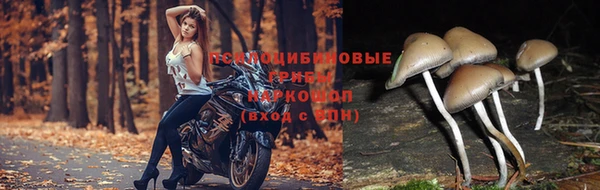 прущая мука Алзамай